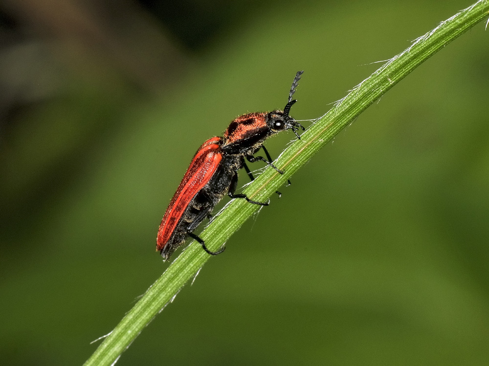 Elateridae:  Anostirus cfr. purpureus